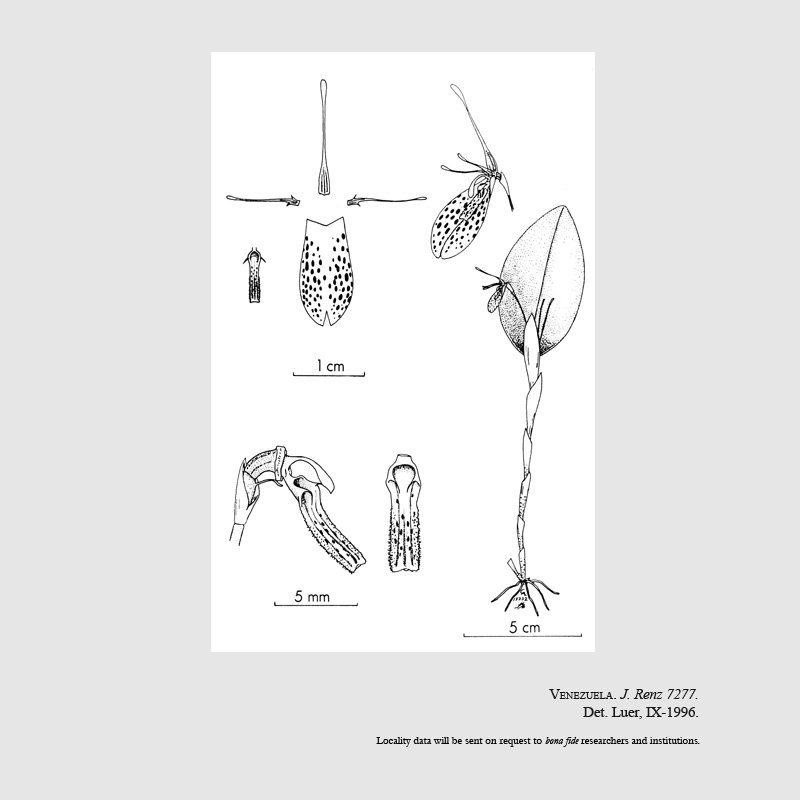 Restrepia renzii